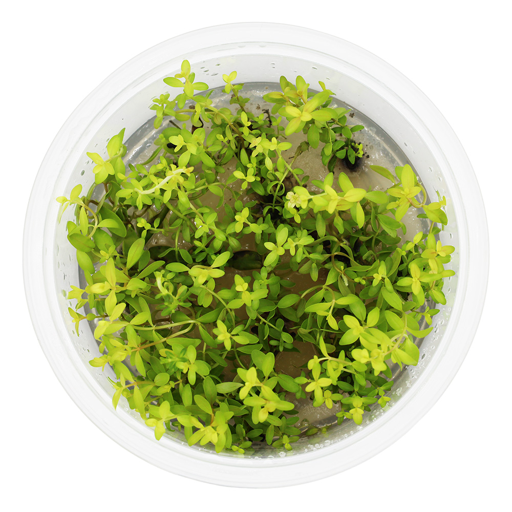 NESEA GOLD in vitro kubek 10cm